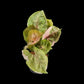 Syngonium Strawberry Ice
