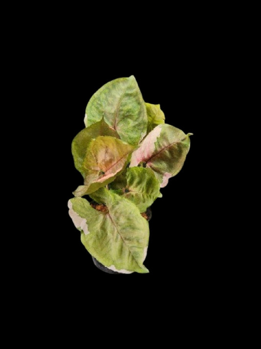Syngonium Strawberry Ice