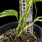 Monstera adansonii aurea