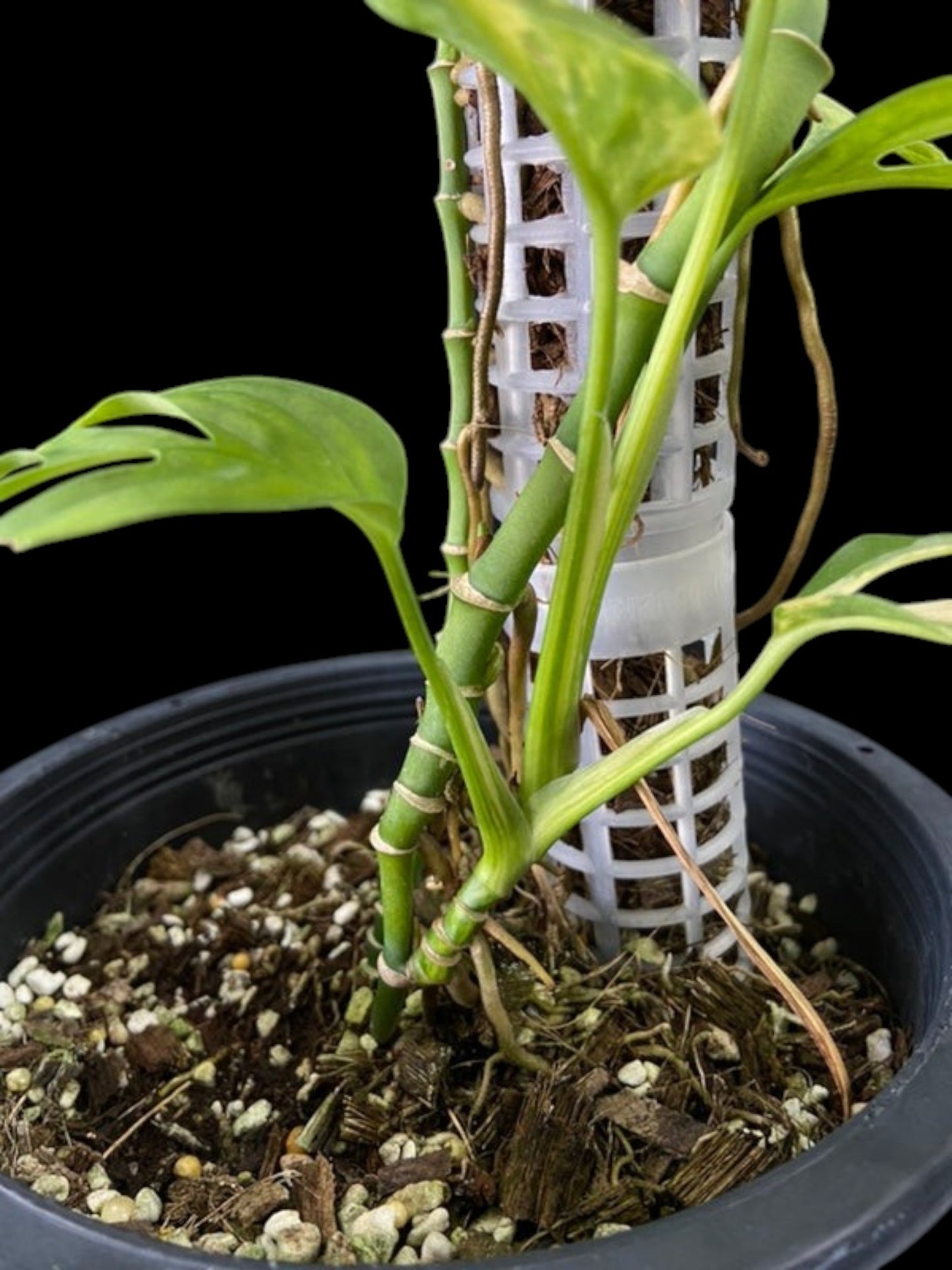 Monstera adansonii aurea