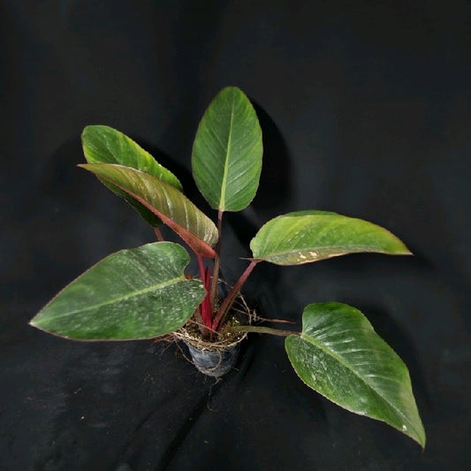Philodendron Red Congo variegated