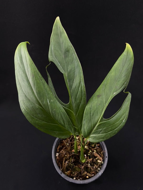 Monstera obliqua Colombia
