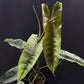 Philodendron felix