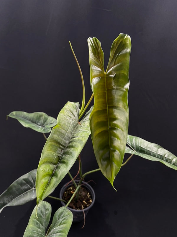 Philodendron felix