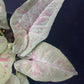 Syngonium Milk Confetti