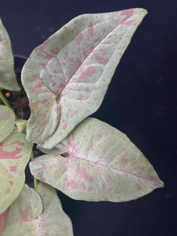 Syngonium Milk Confetti
