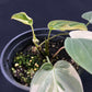Philodendron Micans variegated