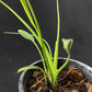 Philodendron Sucre Slim