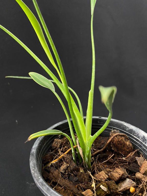 Philodendron Sucre Slim