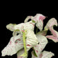 Syngonium Milk Confetti