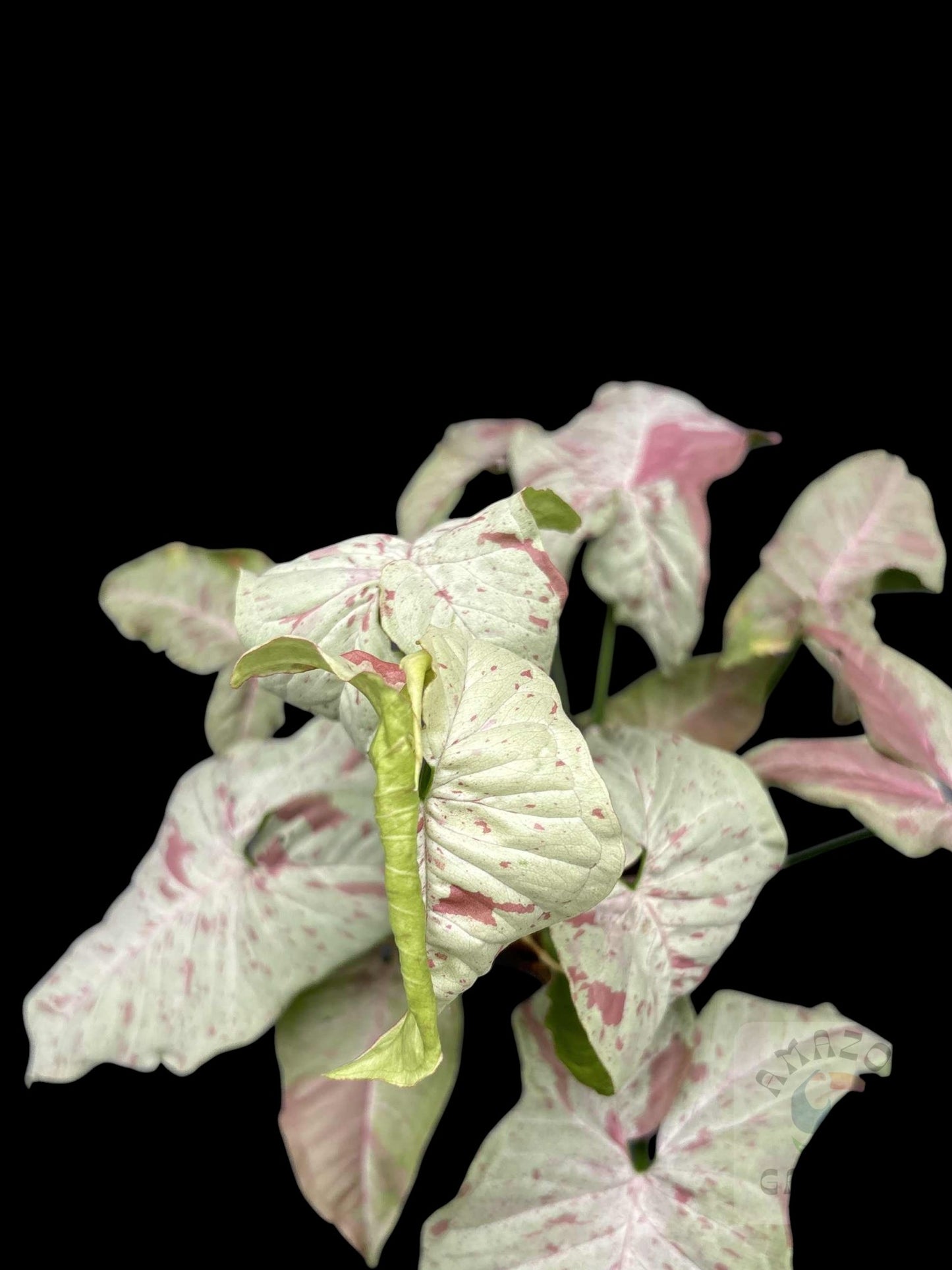 Syngonium Milk Confetti