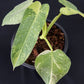 Philodendron Jose Buono