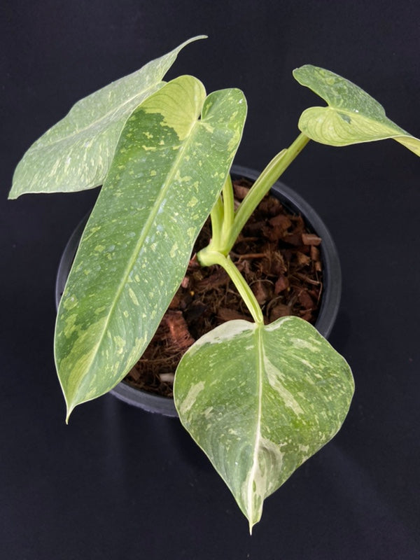 Philodendron Jose Buono