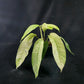 Rhaphidophora Gorilan variegated