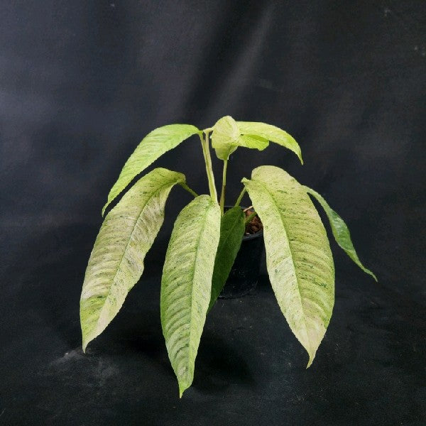 Rhaphidophora Gorilan variegated