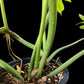 Philodendron radiatum variegated