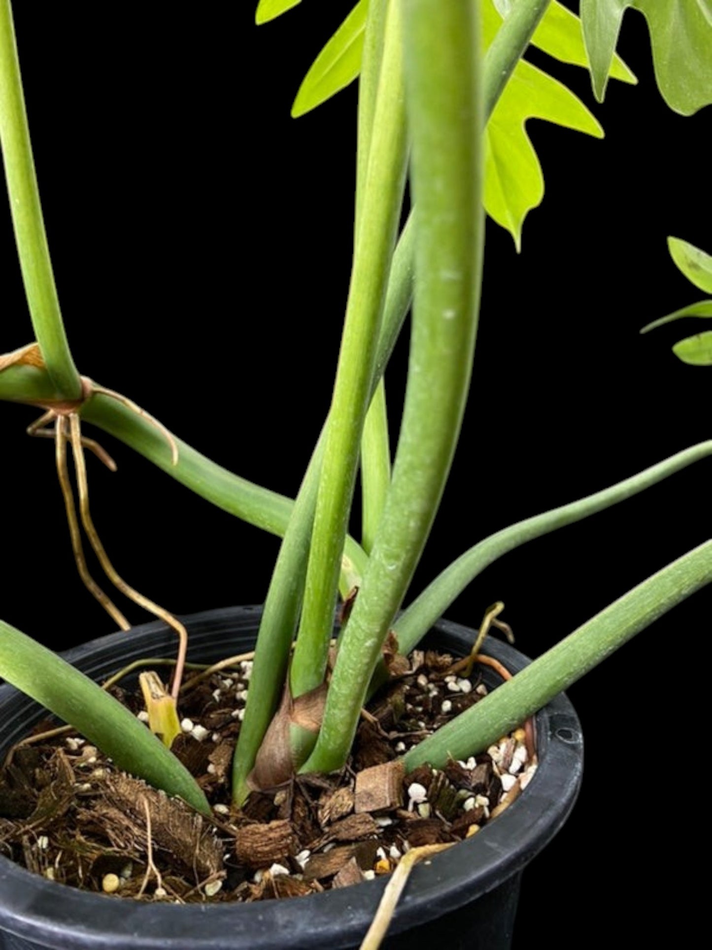 Philodendron radiatum variegated