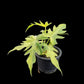 Philodendron radiatum variegated