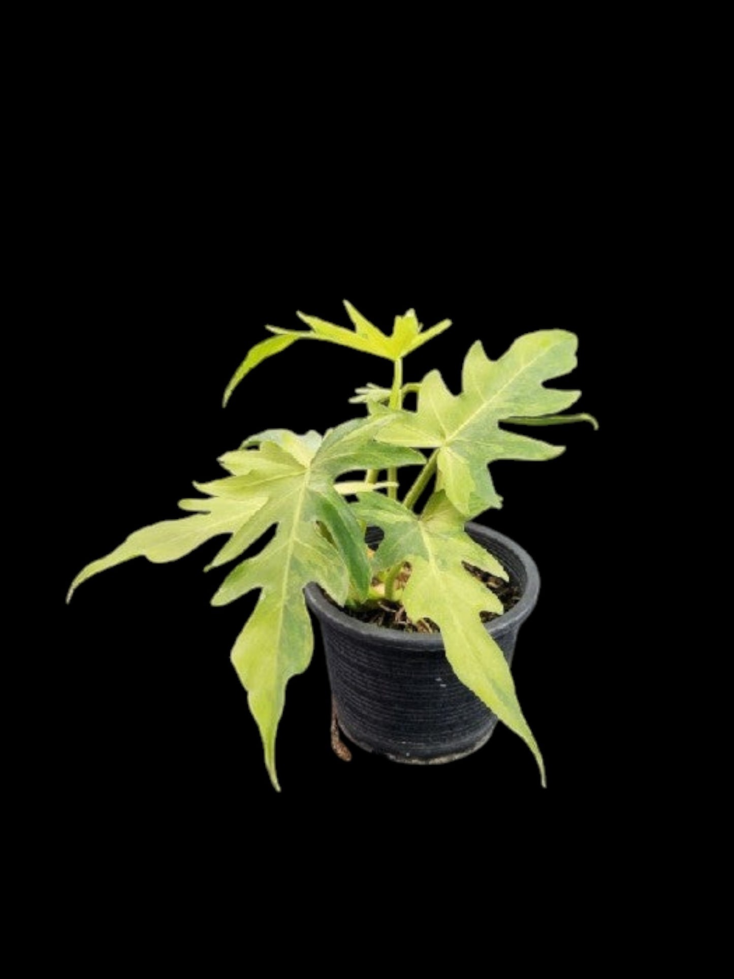 Philodendron radiatum variegated