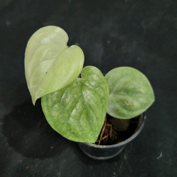 Scindapsus Lucens