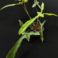 Philodendron longilobatum