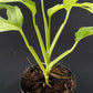 Monstera adansonii European Mint
