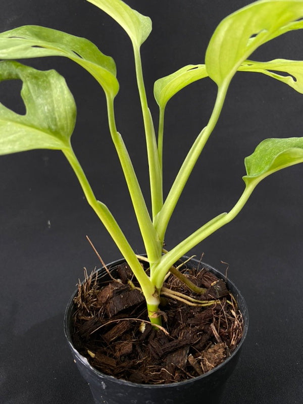 Monstera adansonii European Mint