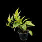 Epipremnum pinnatum Golden Star