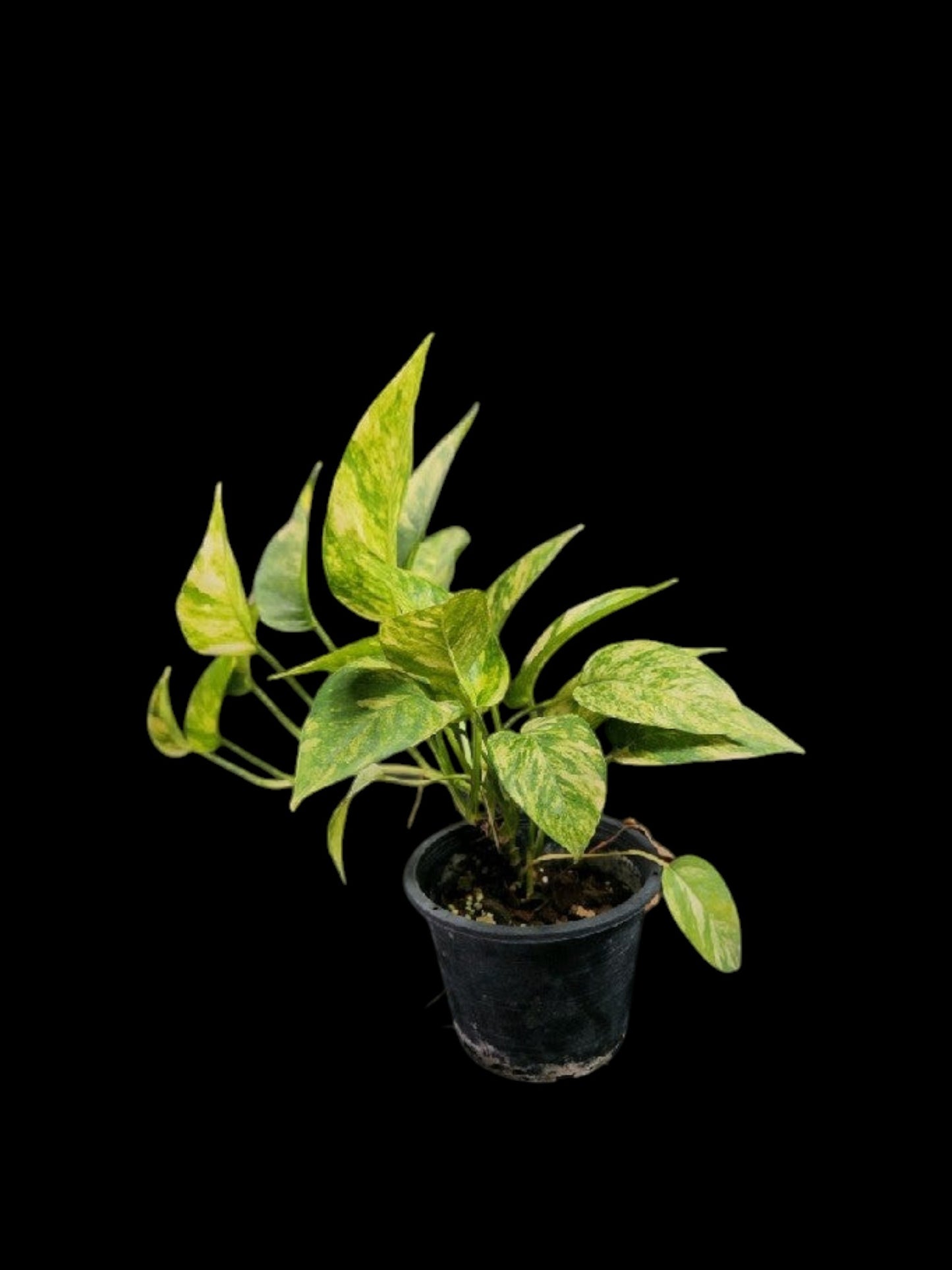 Epipremnum pinnatum Golden Star