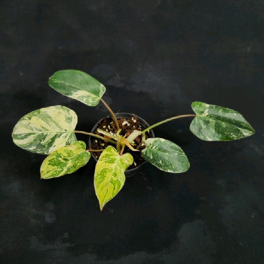 Philodendron Emerald Queen Marble Mutation