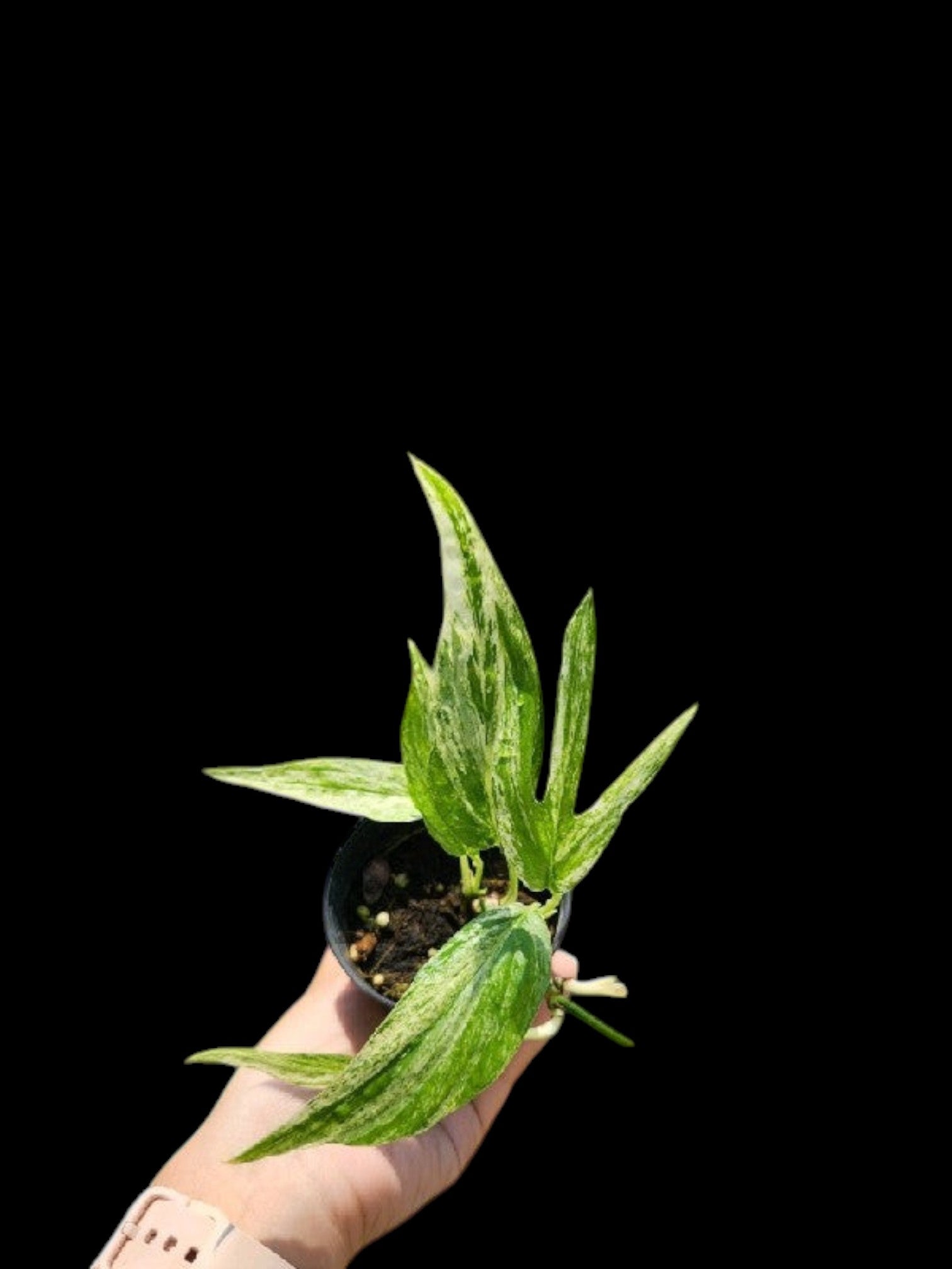 Amydrium zippelianum variegated (S) – Amazon Garden Thailand