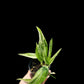 Amydrium zippelianum variegated (S)