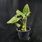 Alocasia gageana variegated albo