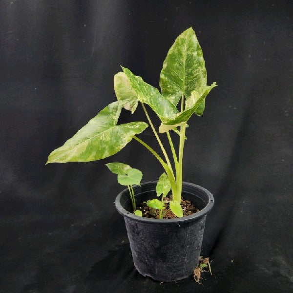 Alocasia gageana variegated albo