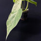 Philodendron hederaceum variegated