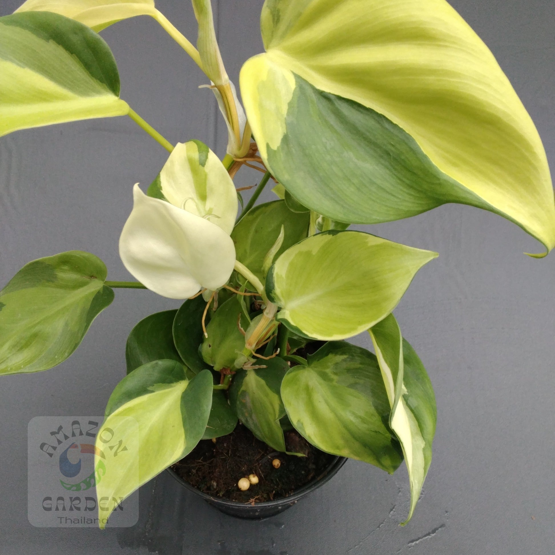 Philodendron Cream Splash – Lost In The Forrest - Foto 13