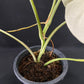 Monstera deliciosa albo