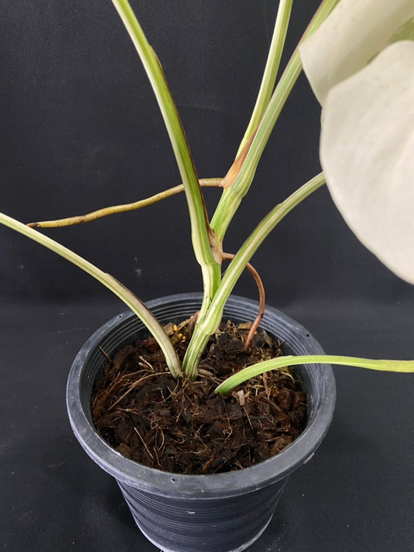 Monstera deliciosa albo