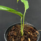 Monstera obliqua yasuni (small)