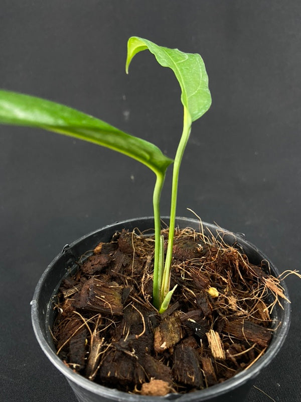 Monstera obliqua yasuni (small)