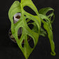 Monstera obliqua los tayos