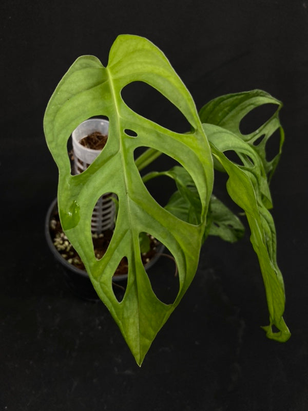 Monstera obliqua los tayos