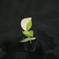 Scindapsus Jade Satin aurea