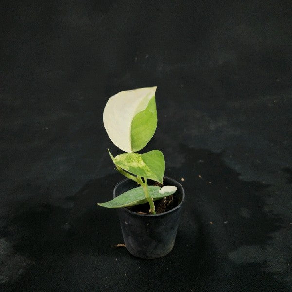 Scindapsus Jade Satin aurea