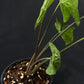 Syngonium Panda