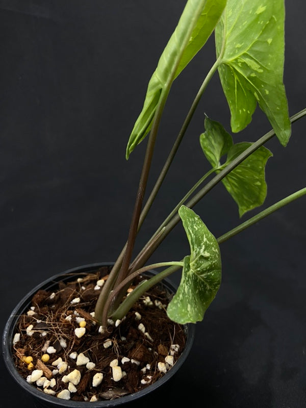 Syngonium Panda