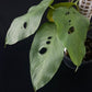 Amydrium hainanense