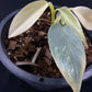 Philodendron hastatum variegated