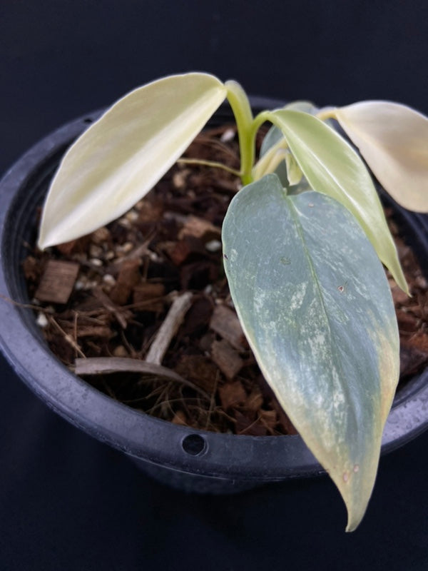 Philodendron hastatum variegated