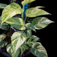 Epipremnum pinnatum Golden Star
